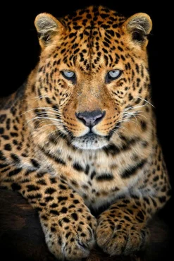 Acrylglasbild LEO