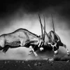 Akustikbild 2 KÄMPFENDE ORYX