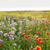 Akustikbild BLUMENWIESE