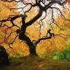 Akustikbild DER BAUM