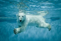 Akustikbild EISBÄR