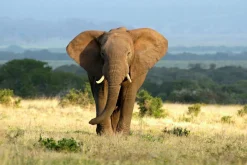 Akustikbild ELEFANT