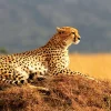 Akustikbild GEPARD