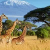 Akustikbild GIRAFFEN