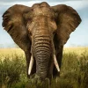 Akustikbild GROßER ELEFANT