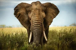 Akustikbild GROßER ELEFANT