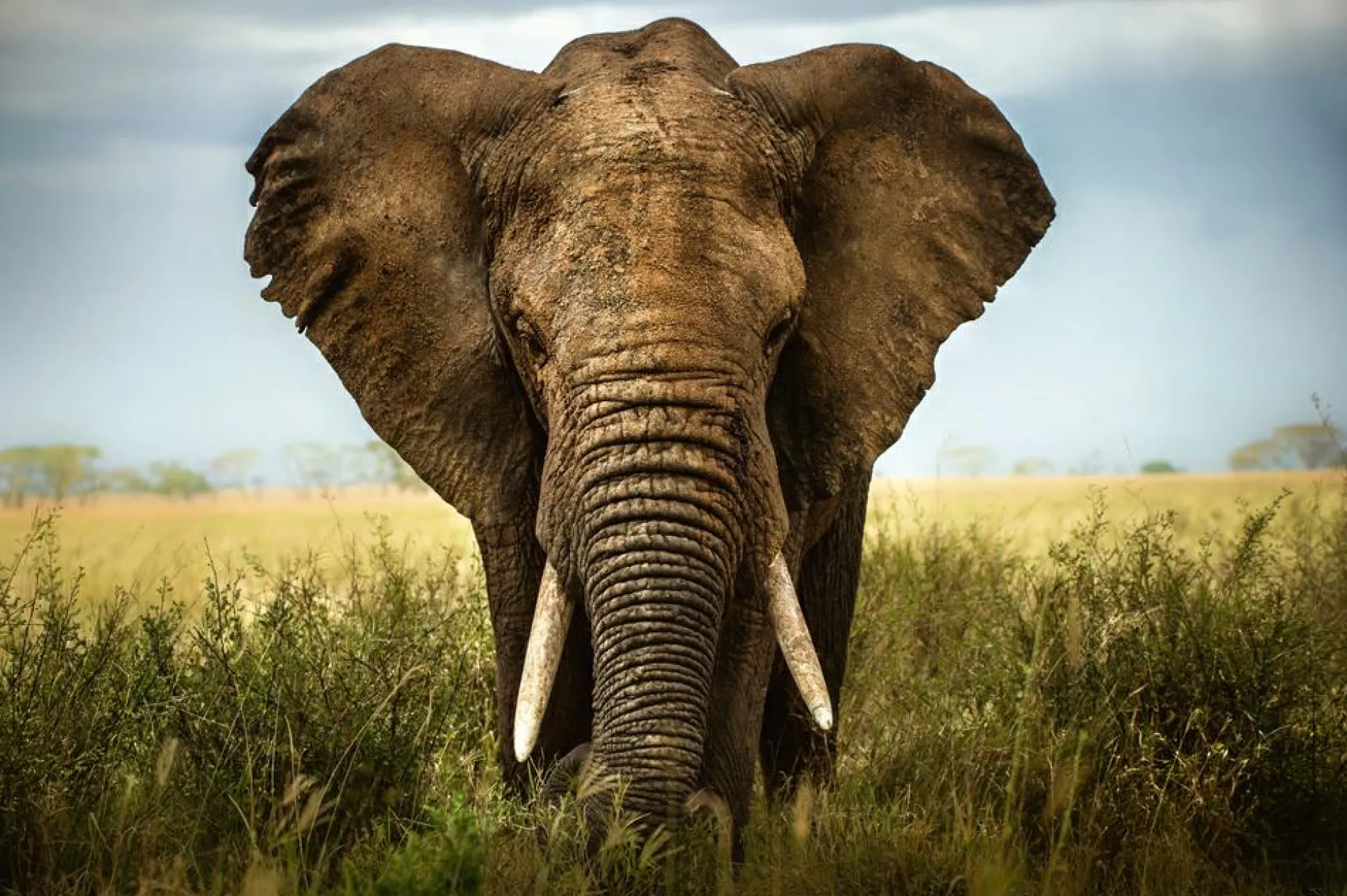 Akustikbild GROßER ELEFANT