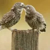 Akustikbild VERLIEBTE KÄUZCHEN