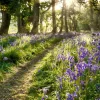 Akustikbild WALD LAVENDEL 2