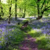 Akustikbild WALD LAVENDEL 1