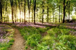 Akustikbild WALDWEG