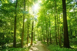 Akustikbild WALDWEG