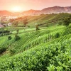 Akustikbild WEINBERGE