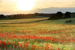 Akustikbild WIESE MIT MOHN