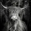 Aludibondbild SCOTTISH
