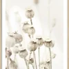 Gerahmtes Bild DRIED POPPIES