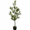Kiefernbaum