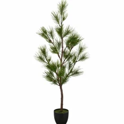 Kiefernbaum