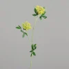 Kunstblume Anethum
